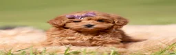 Maltipoo dogs for sale: Lyra F1B - Ad 5