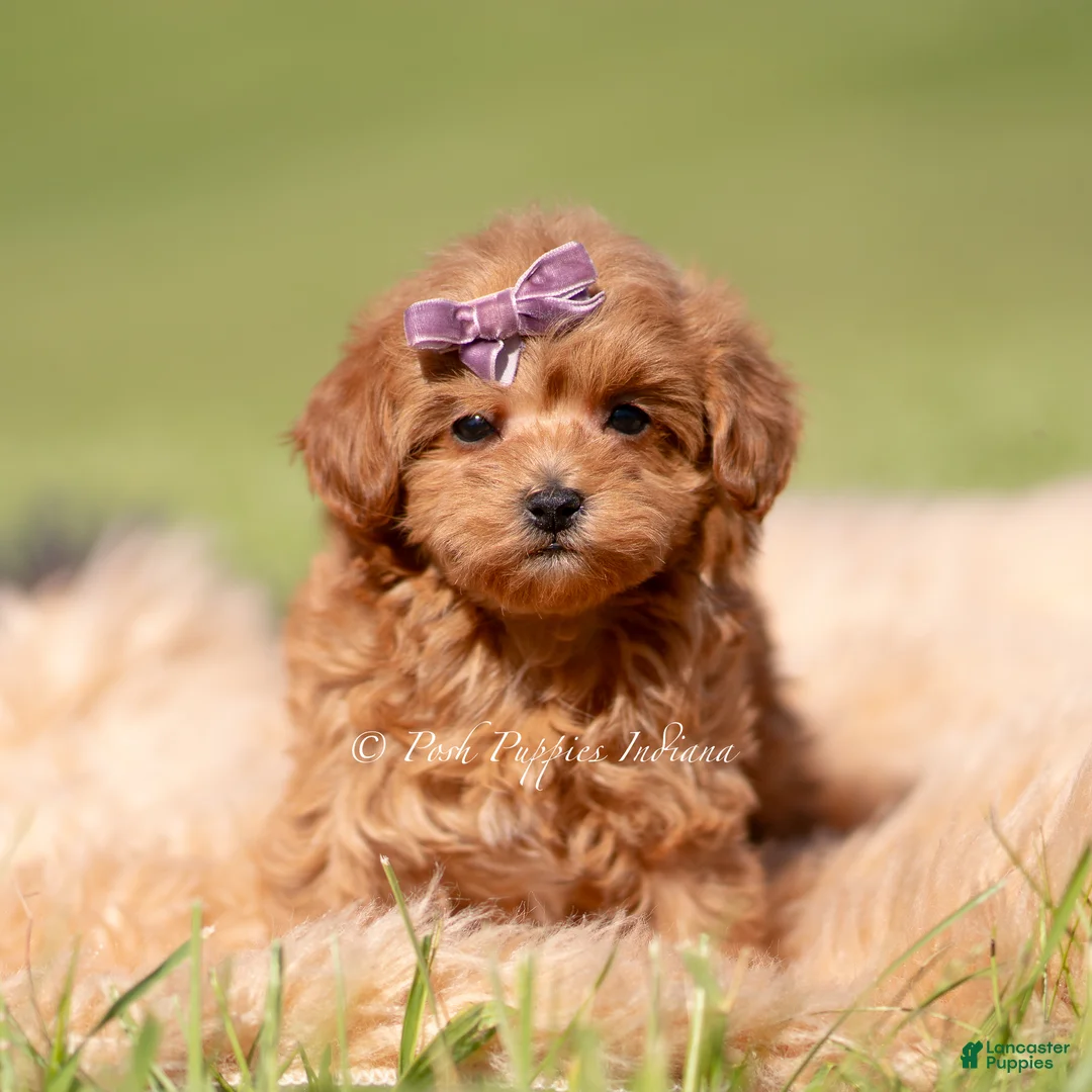 Maltipoo dogs for sale: Lyra F1B - Ad 5