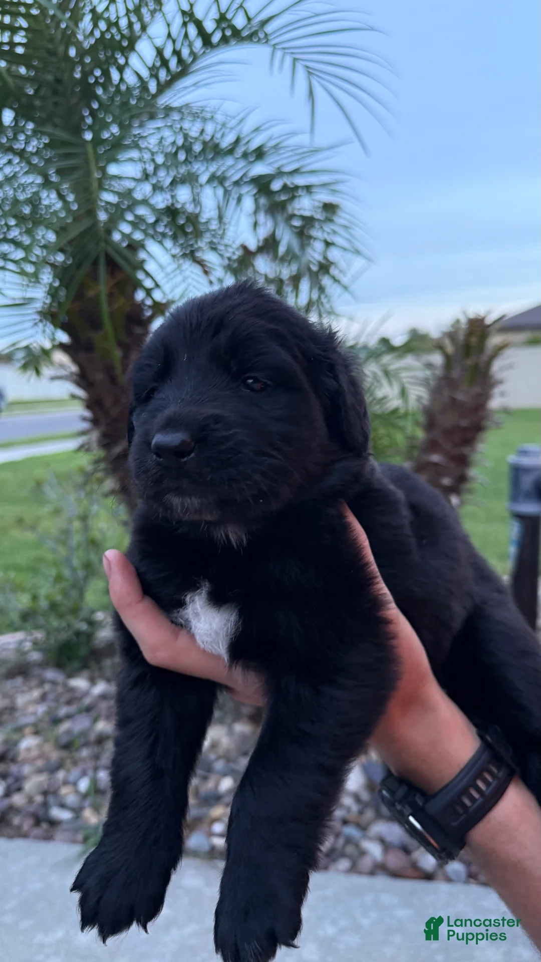 Mixed Breed dogs for sale: Jasmine - Ad 2