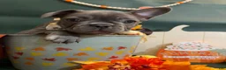 French Bulldog dogs for sale: French Bulldog Male - Buddy - Ad 5