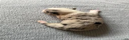 Mixed Breed dogs for sale: Sally - Ad 9