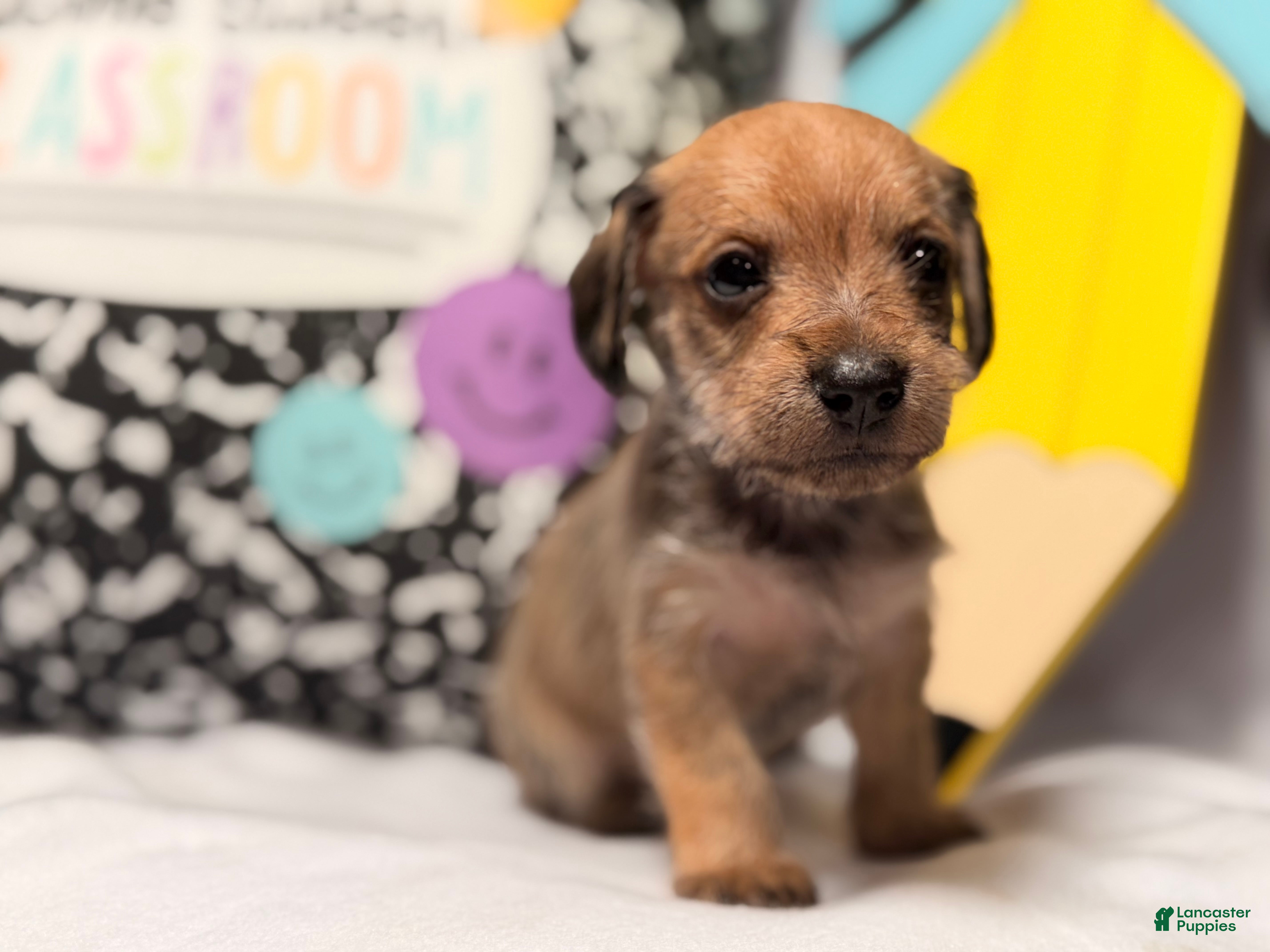 Mixed Breed dogs Happy  - Ad 2
