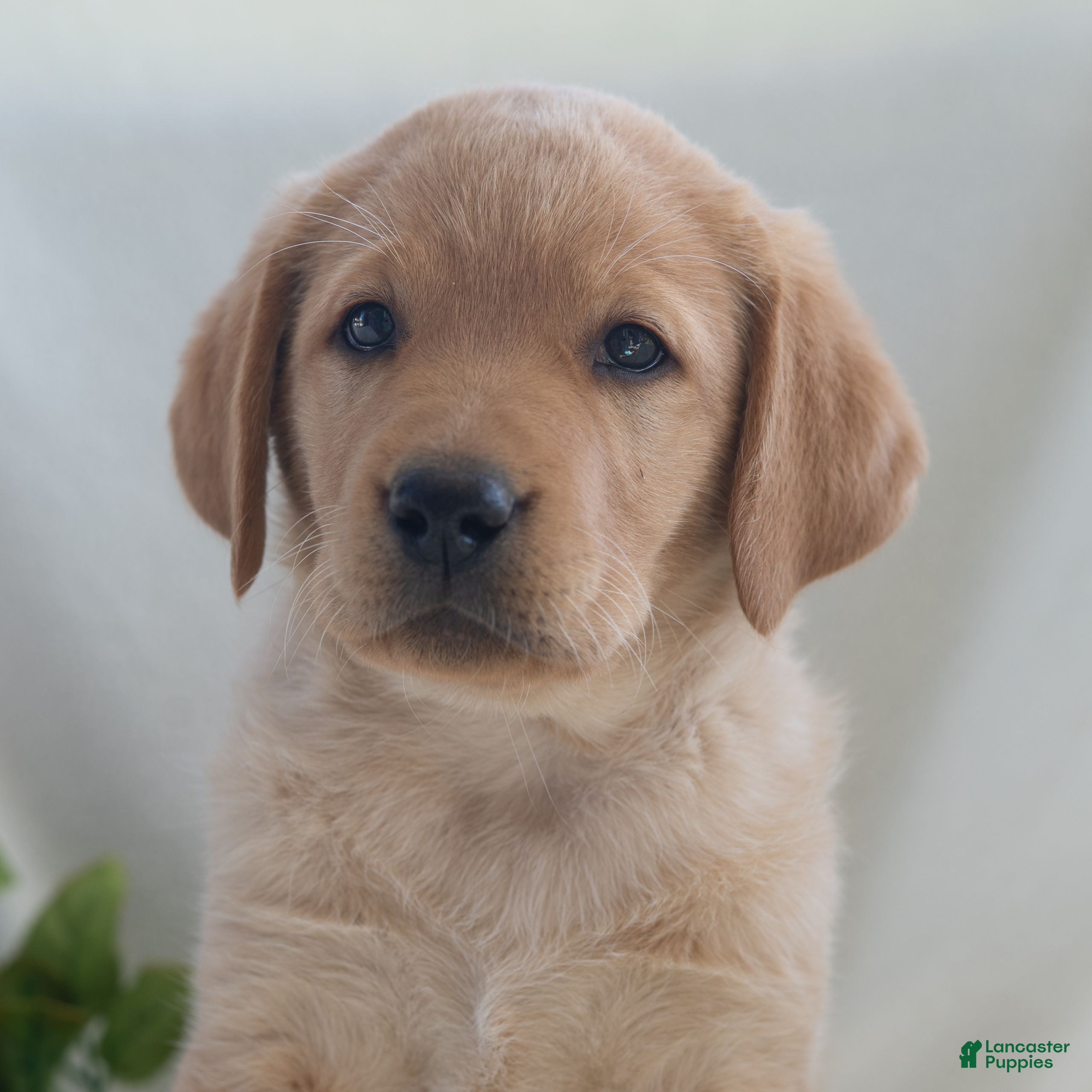 Labrador Retriever dogs Jennifer  - Ad 1