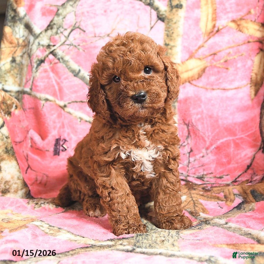 Mini Goldendoodle dogs for sale: Red   - Ad 1