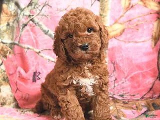 Mini Goldendoodle dogs Red - Ad 16