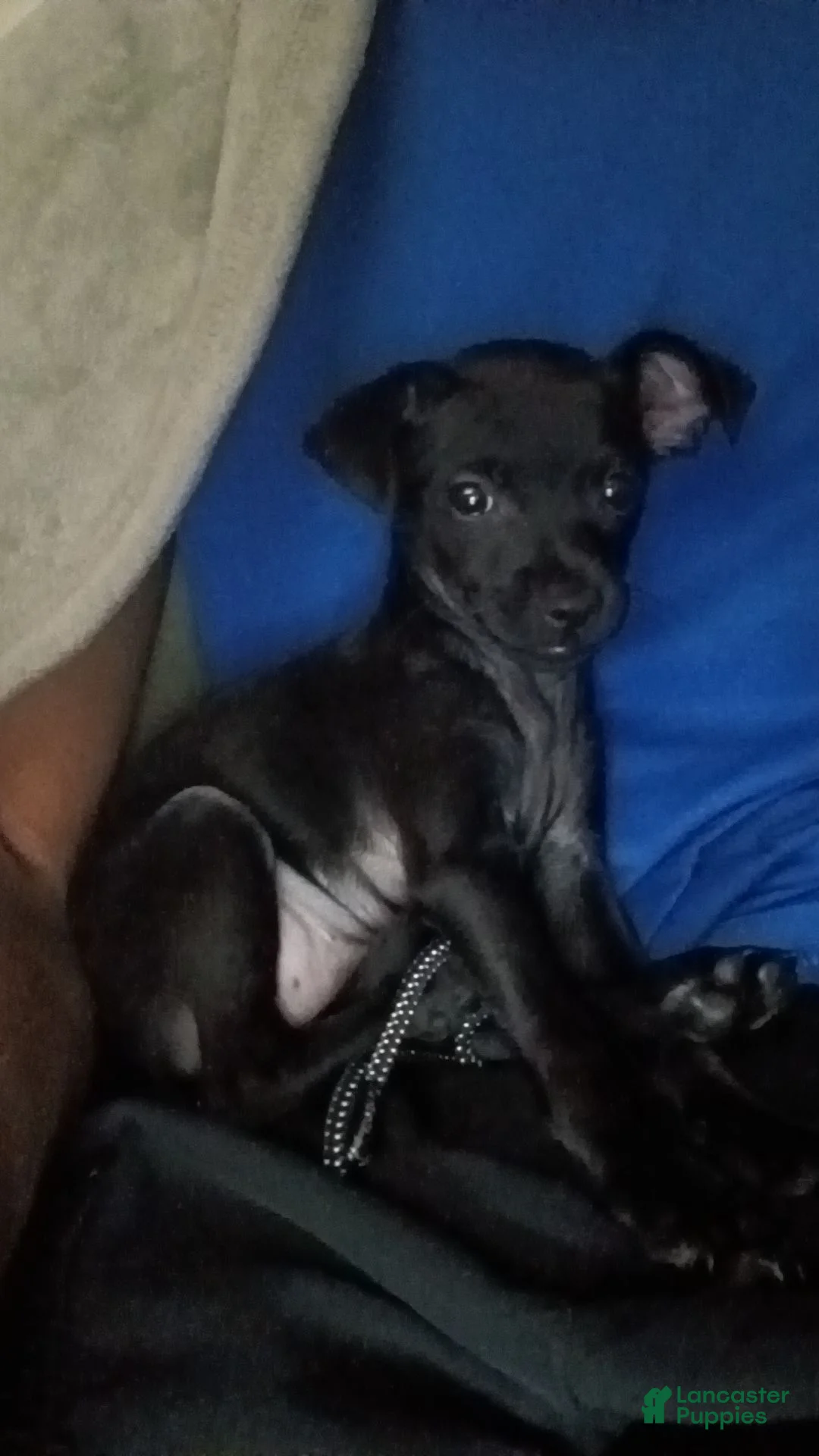 Chihuahua dogs for sale: Chihuahua 1 - Ad 1