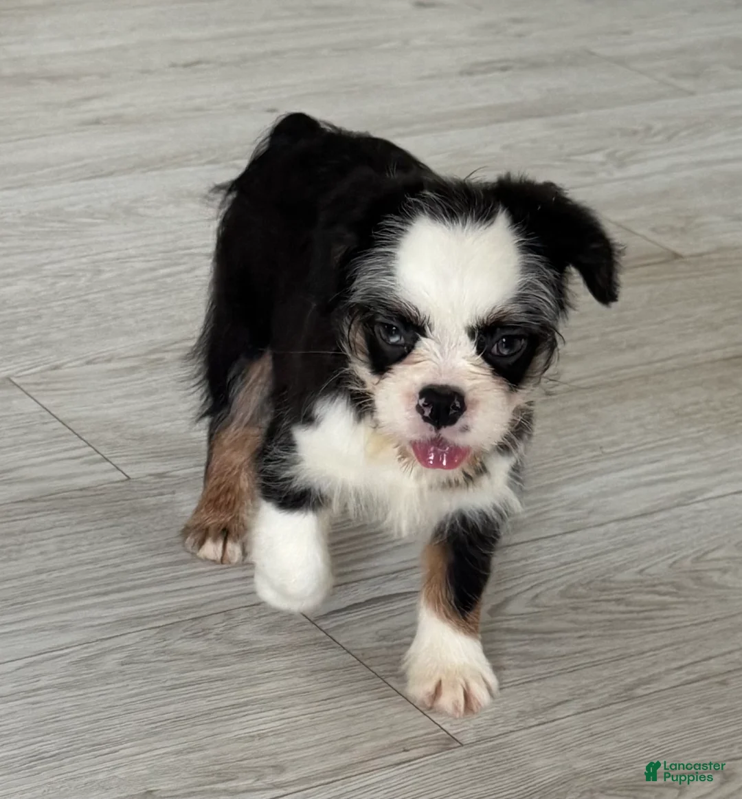 French Bulldog dogs for sale: Salt-n-Pepa - Ad 1