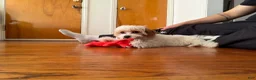 Cavapoo dogs for sale: Molly - Ad 2