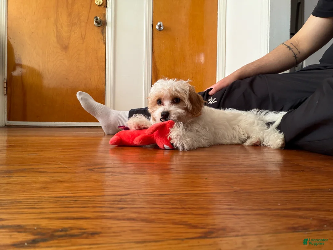 Cavapoo dogs for sale: Molly - Ad 2