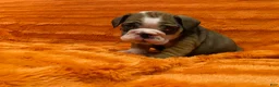 English Bulldog dogs for sale: English Bulldog Puppy 2 - Ad 7