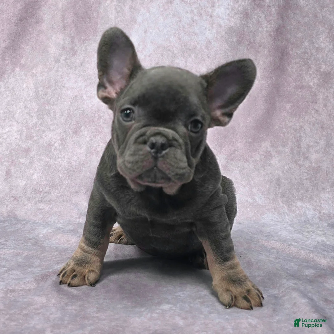 French Bulldog dogs for sale: Flynn - Ad 3