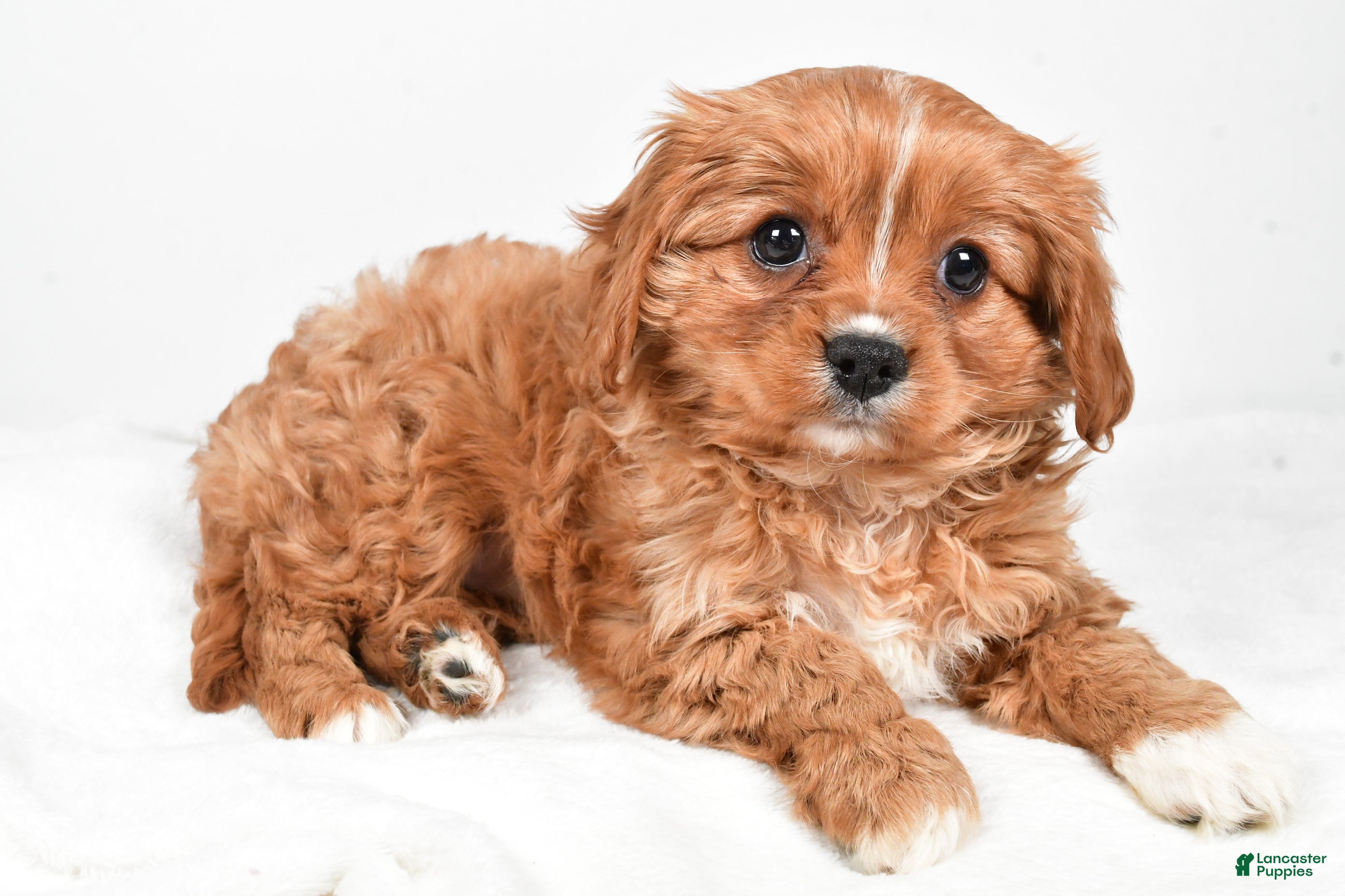 Cavapoo dogs Pearl f one b - Ad 5