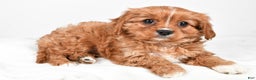 Cavapoo dogs for sale: Pearl f one b - Ad 1