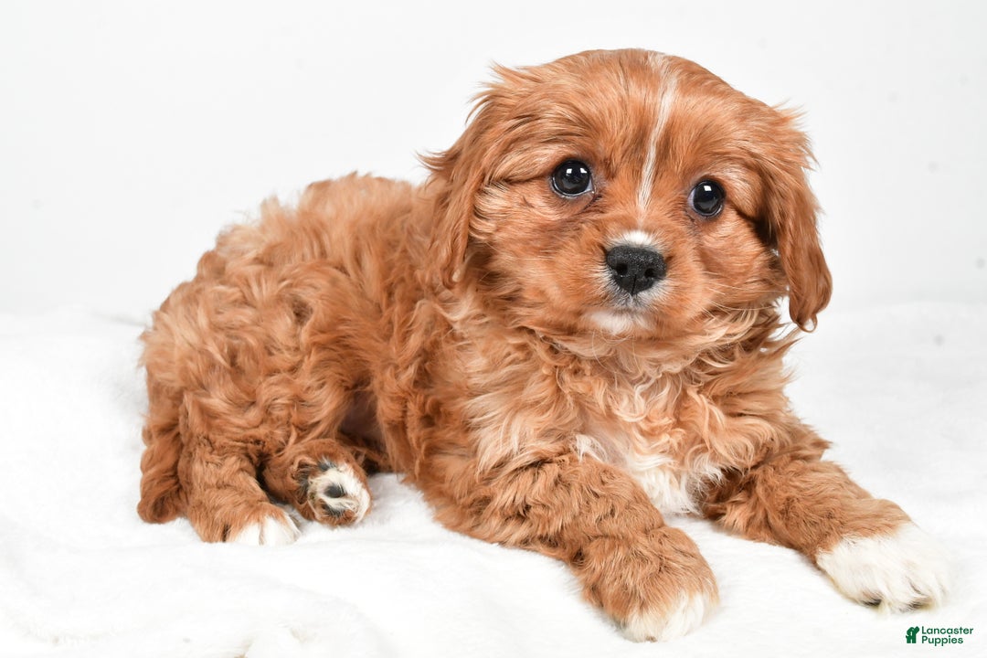 Cavapoo dogs for sale: Pearl f one b - Ad 1