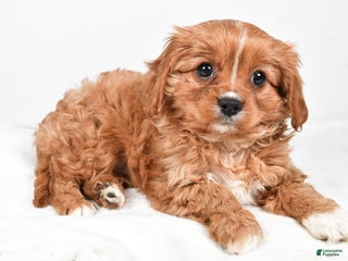 Cavapoo dogs - Ad 6