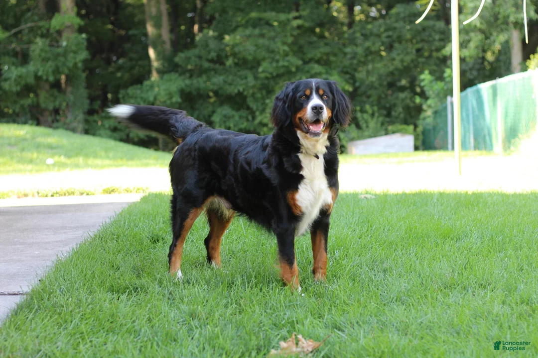 Bernese Mountain Dog dogs for sale: Baxter  - Ad 2