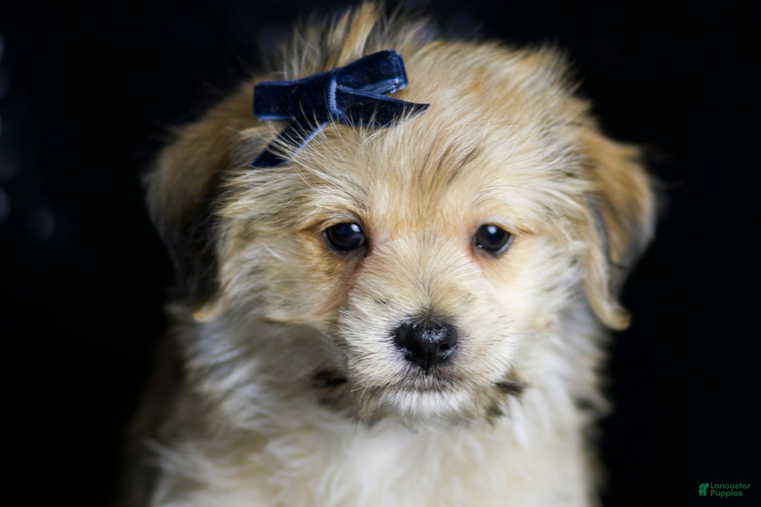 Maltipoo dogs for sale: Vizio - Ad 6