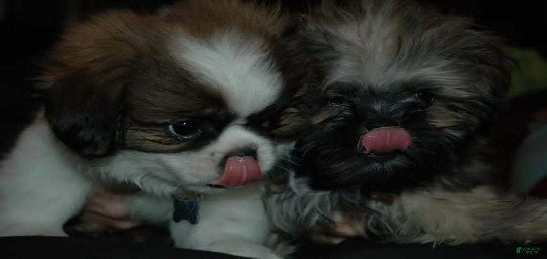 Gallery Image {{count}}