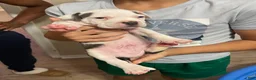 American Pit Bull Terrier dogs for sale: American Pit Bull Terrier 2 - Ad 1