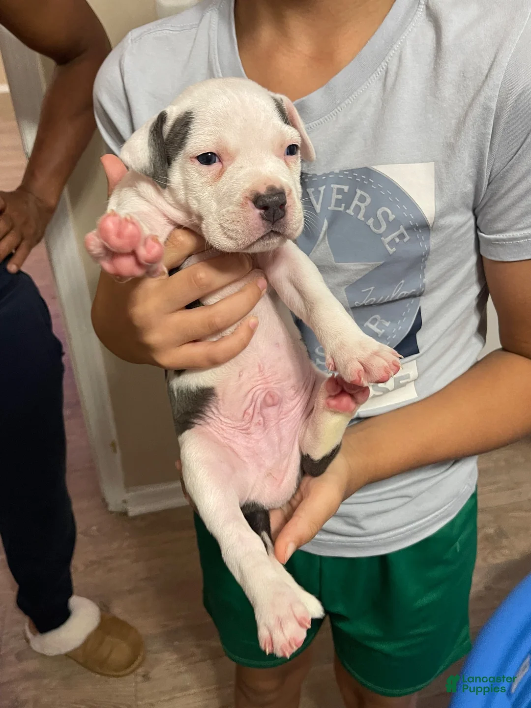American Pit Bull Terrier dogs for sale: American Pit Bull Terrier 2 - Ad 1