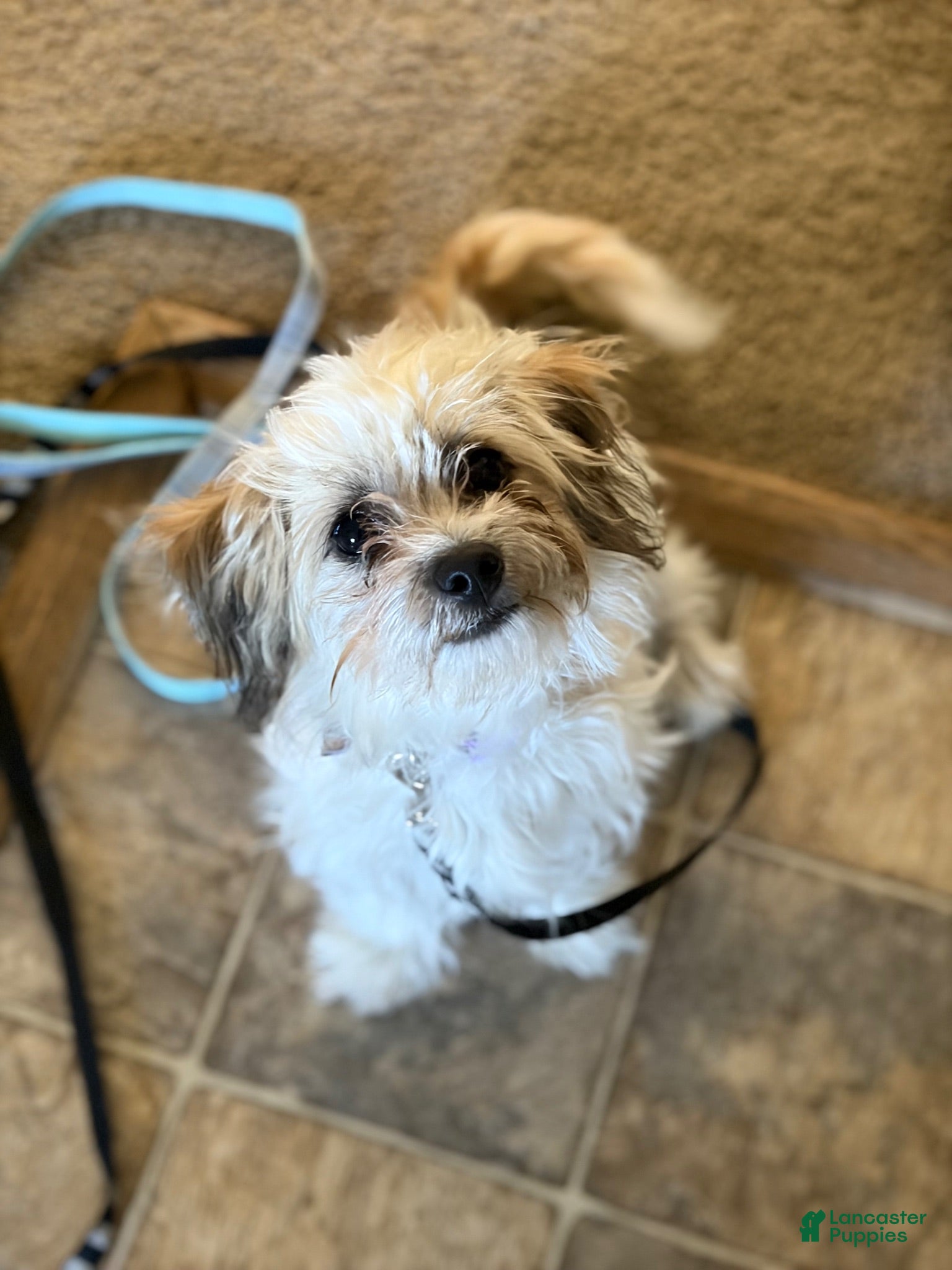 Yorkiepoo dogs Lulu - Ad 10