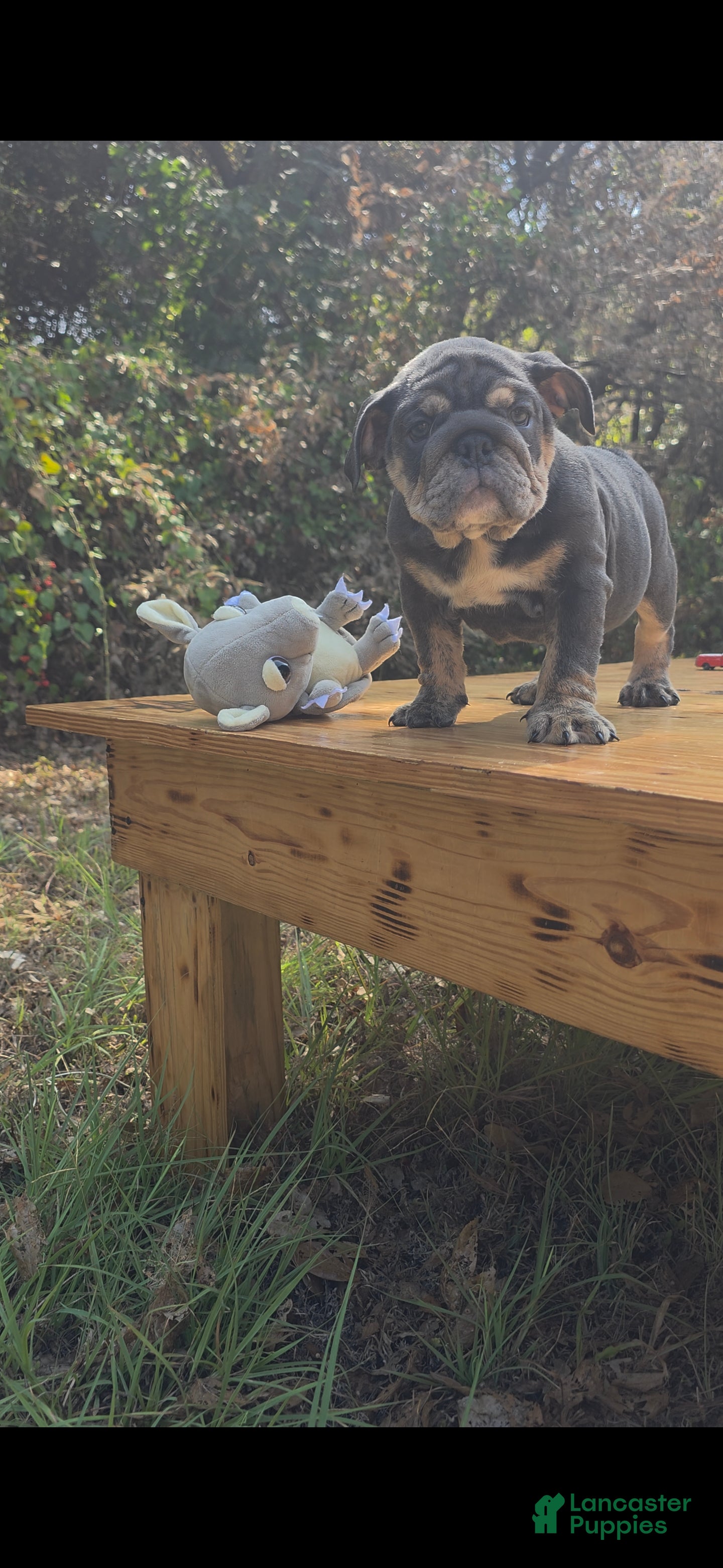 English Bulldog dogs DAKOTA - Ad 2