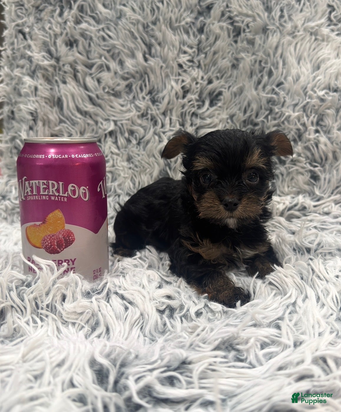 Yorkshire Terrier dogs Luca  - Ad 1