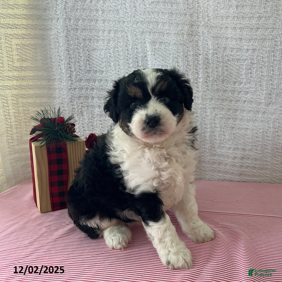 Mini Aussiedoodle dogs for sale: Mia  - Ad 1