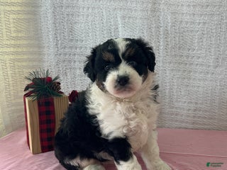 Mini Aussiedoodle dogs Mia - Ad 20