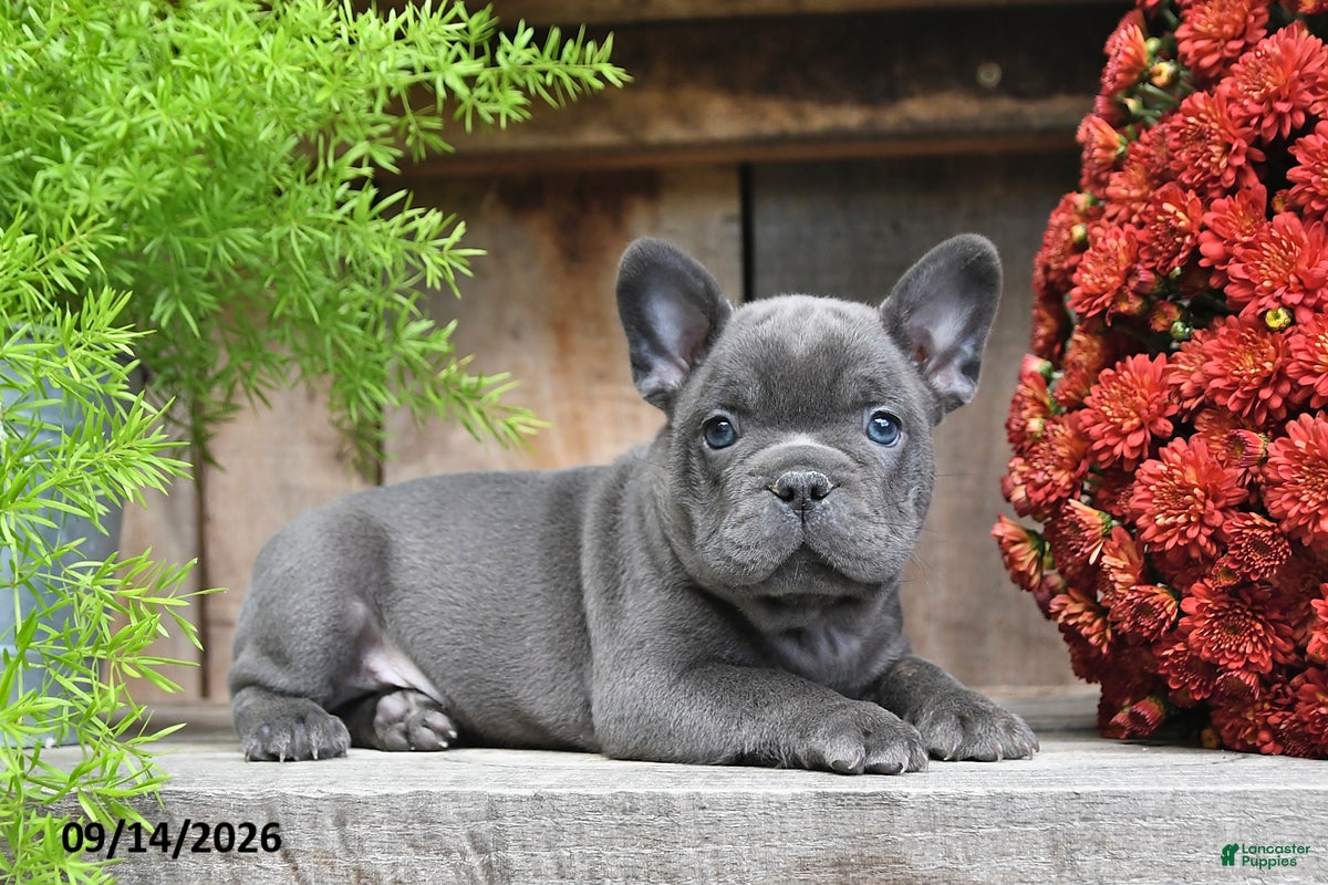 Frenchton dogs Remi - Ad 2