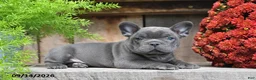 Frenchton dogs for sale: Remi - Ad 2
