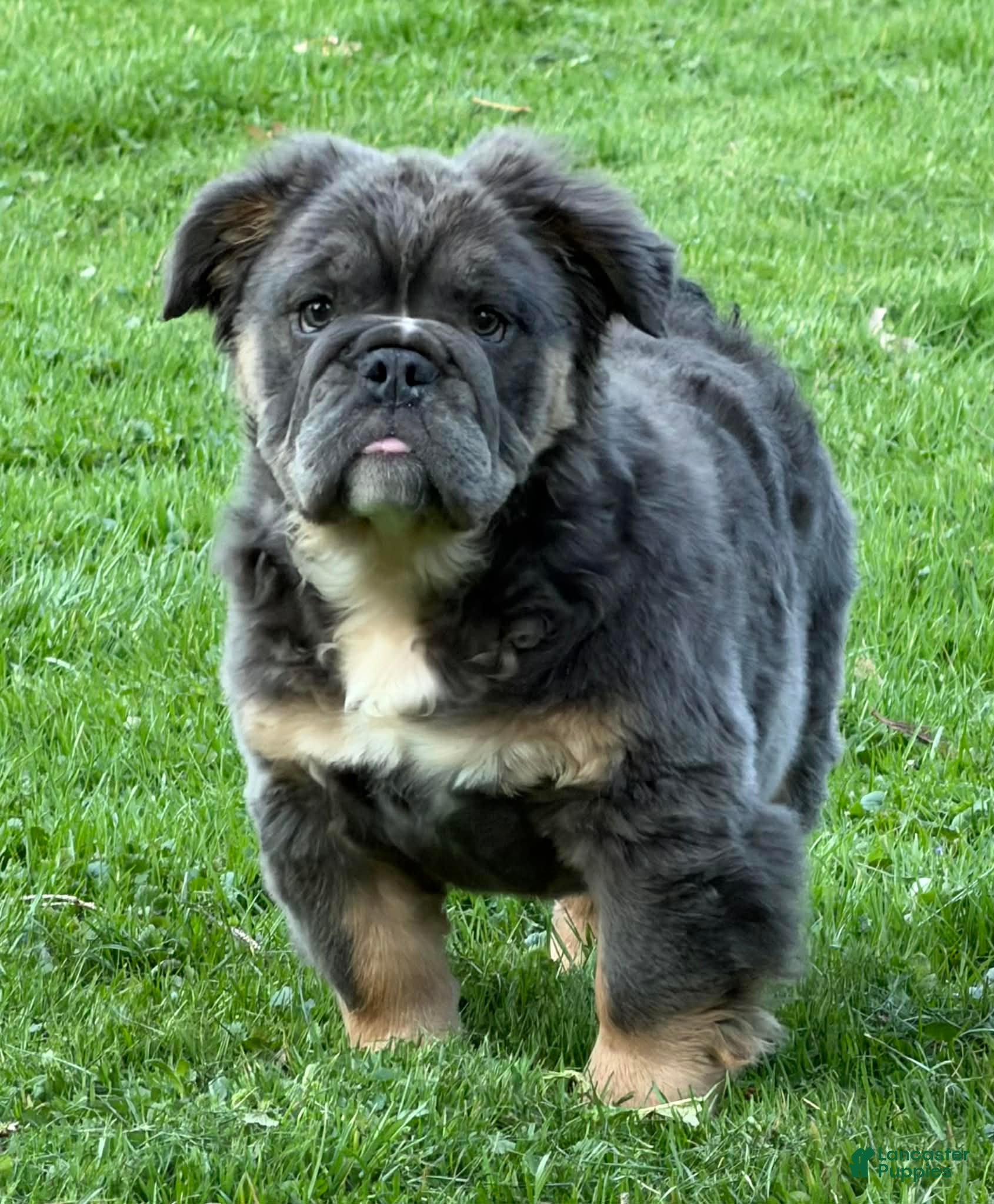English Bulldog dogs Margo - Ad 1