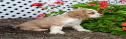 Cocker Spaniel dogs for sale: Lucky - Ad 2