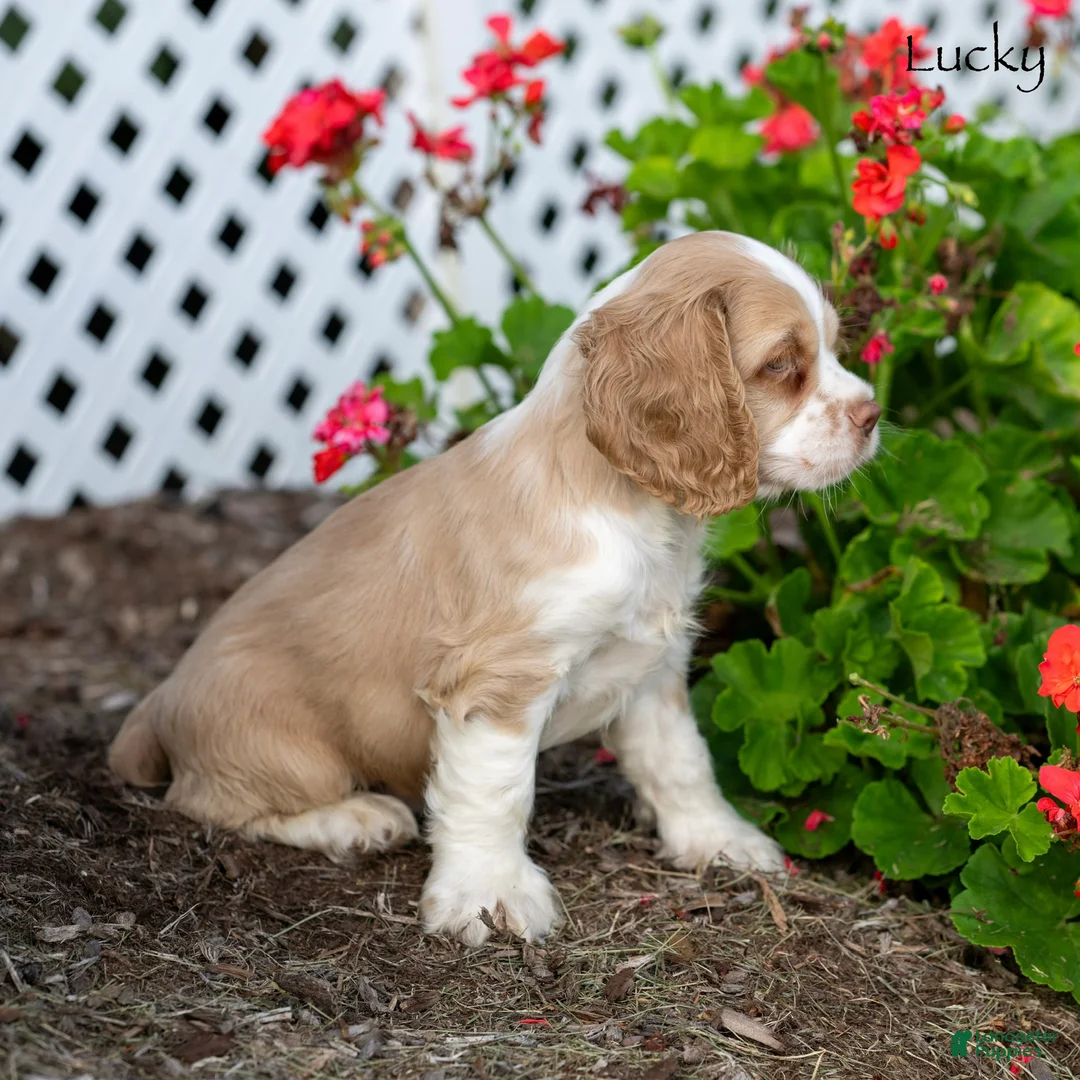 Cocker Spaniel dogs for sale: Lucky - Ad 2