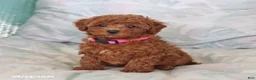 Maltipoo dogs for sale: Sadie - Ad 5