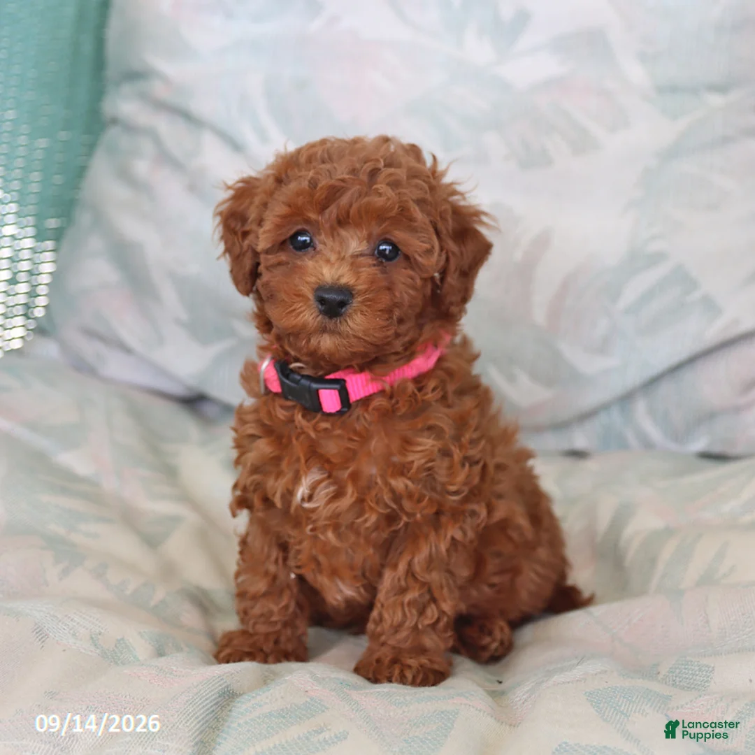 Maltipoo dogs for sale: Sadie - Ad 5