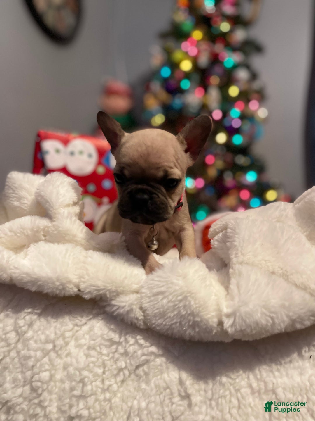 French Bulldog dogs for sale: Peaches - Ad 3