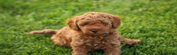 Mini Goldendoodle dogs for sale: Chester - Ad 7