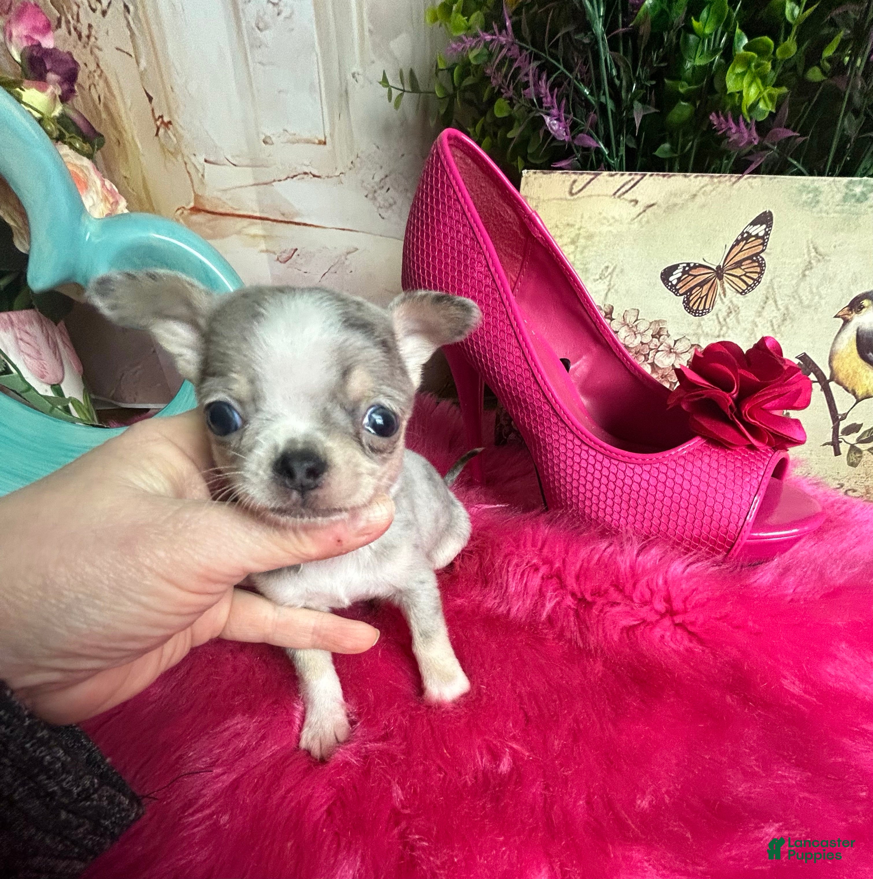 Chihuahua dogs Debs California Chis   - Ad 2