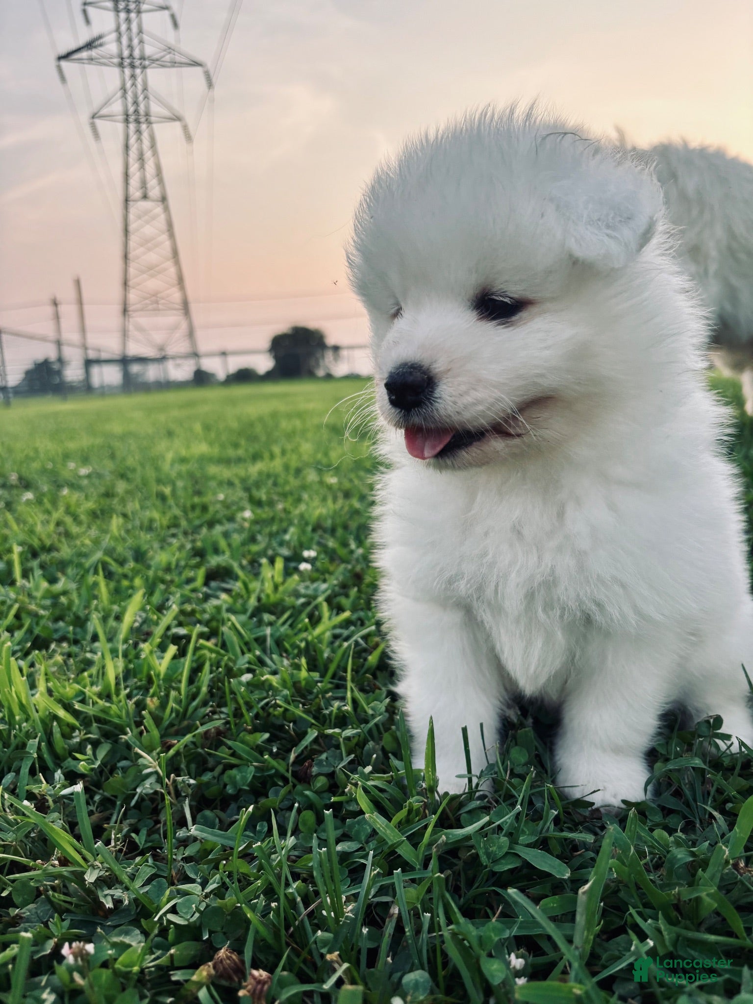 Samoyed dogs Willow - Ad 1