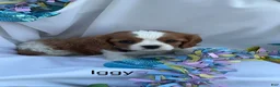 Cavalier King Charles Spaniel dogs for sale: Iggy - Ad 3