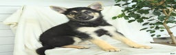 Gerberian Shepsky dogs for sale: Marigold - Ad 2