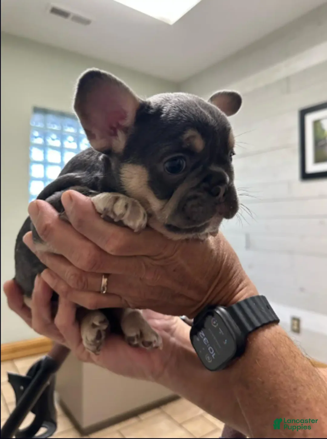 French Bulldog dogs for sale: Storm - Ad 1