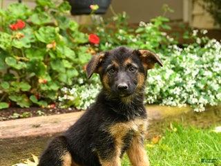 Mixed Breed dogs - Ad 24