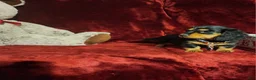 Miniature Dachshund dogs for sale: DUTTON - Ad 4