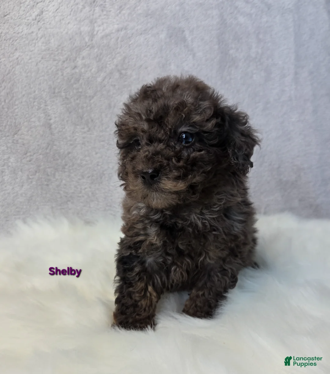 Miniature Poodle dogs for sale: Shelby - Ad 5