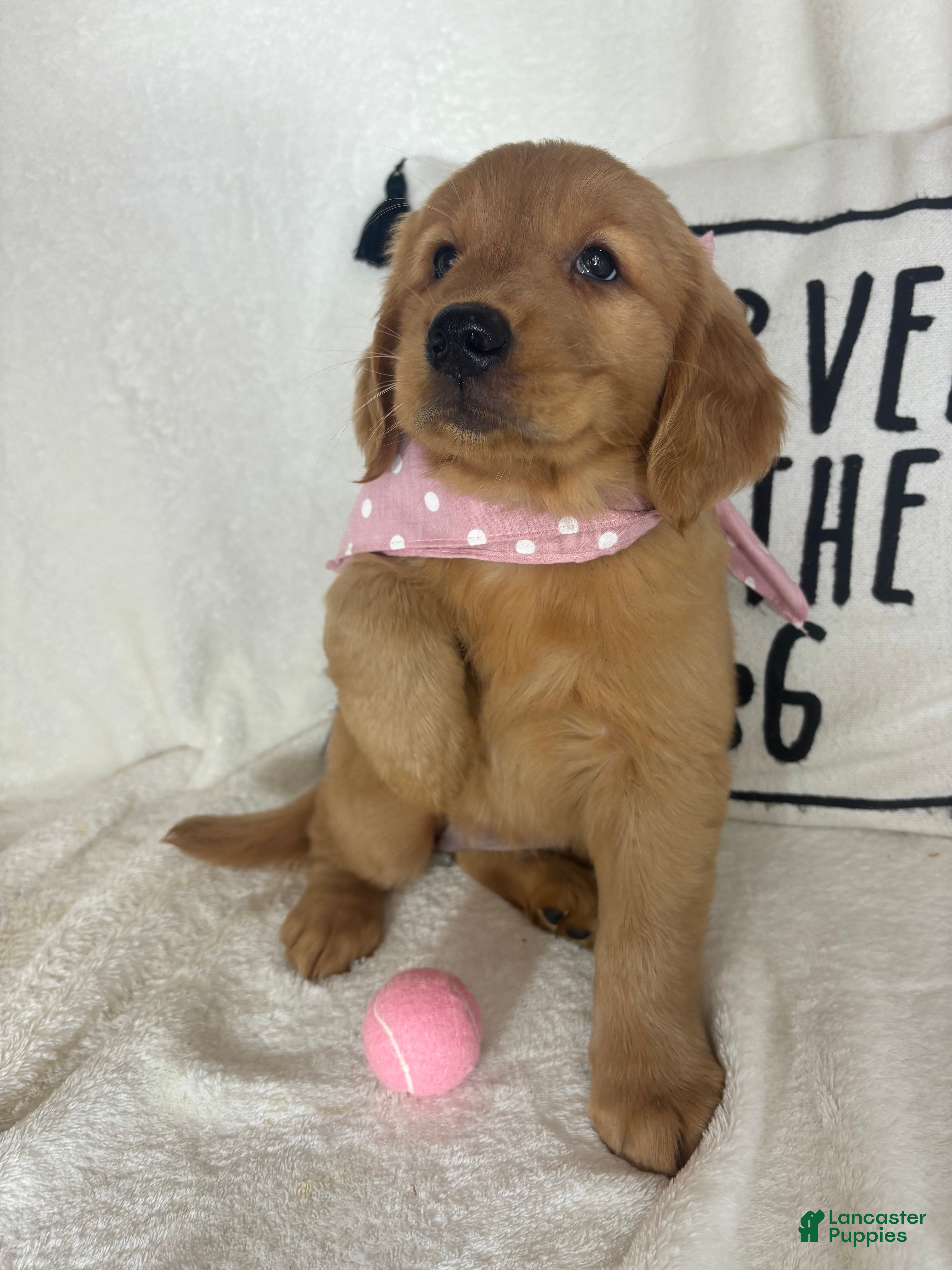 Golden Retriever dogs Sandy - Ad 34