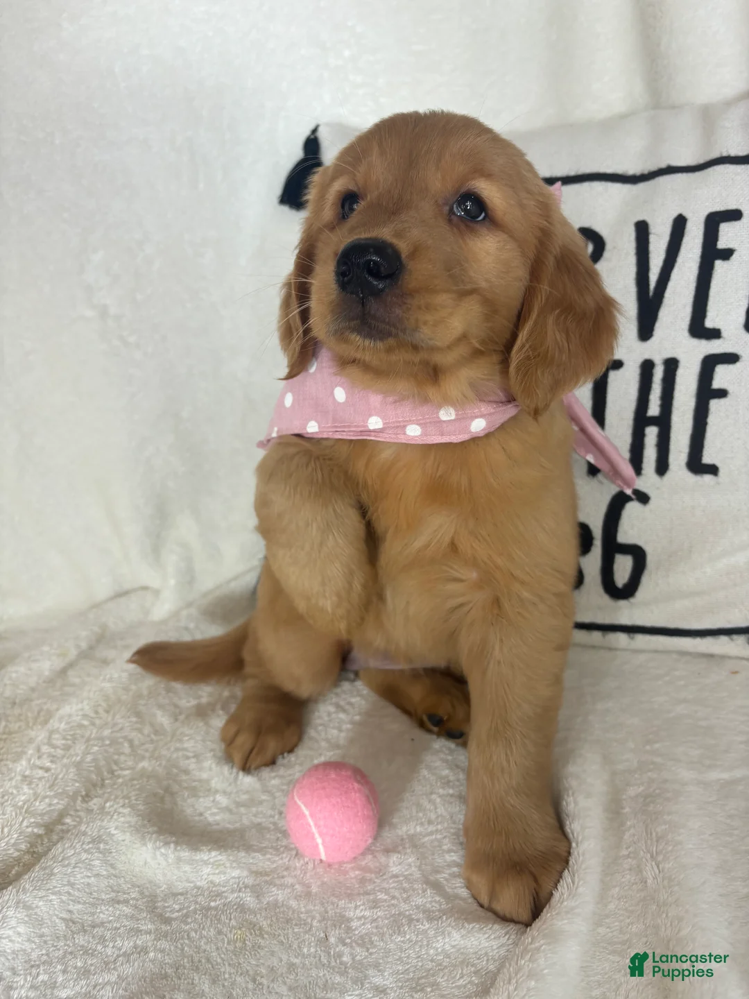 Golden Retriever dogs for sale: Sandy - Ad 1