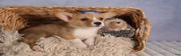 Welsh Corgi Pembroke dogs for sale: Charlie 🐾💙 - Ad 3