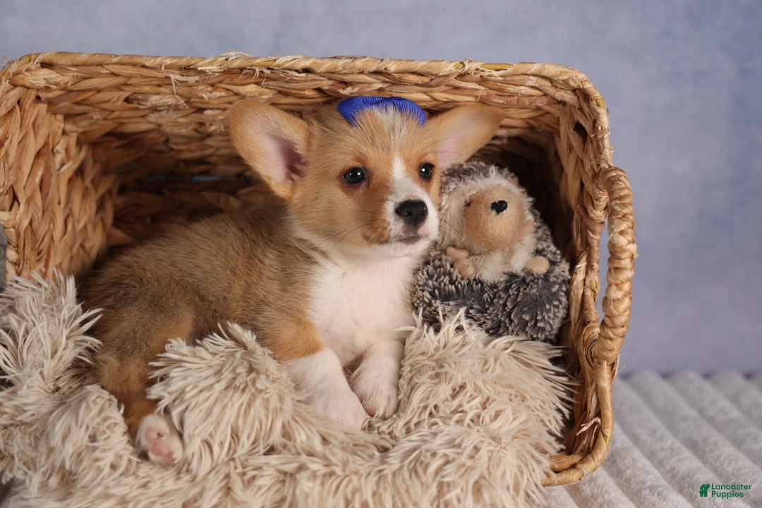 Welsh Corgi Pembroke dogs for sale: Charlie 🐾💙 - Ad 1